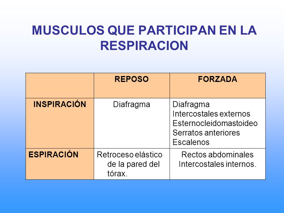 Musculos que intervienen en el proceso de la inspiracion